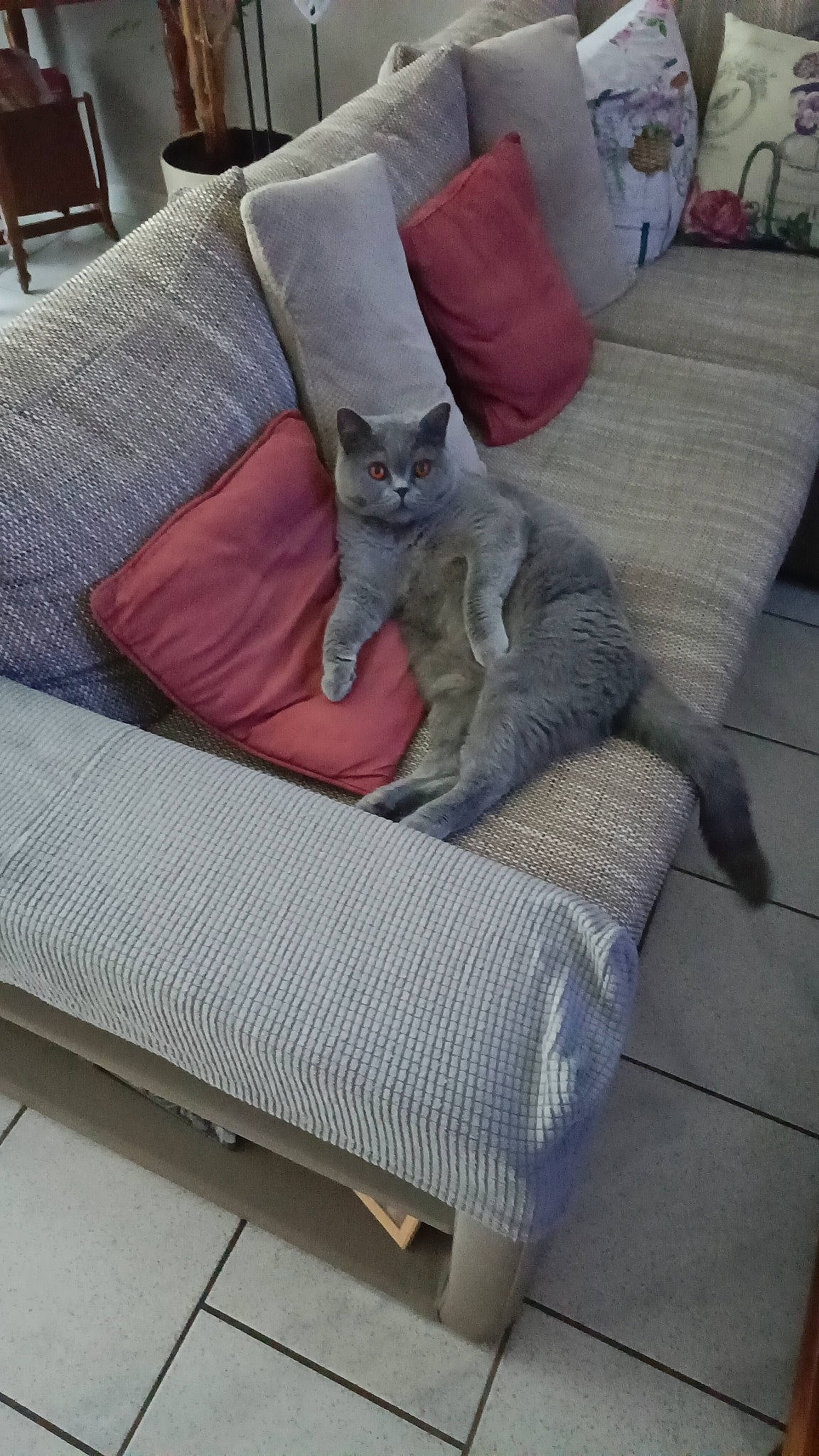 Siara participe au concours pour gagner de l'argent avec cette photo : carnivore, cat, comfort, couch, domestic_short_haired_cat, fawn, felidae, fur, furniture, grey, hardwood, linens, living_room, pillow, room, small_to_medium_sized_cats, studio_couch, tail, throw_pillow, whiskers