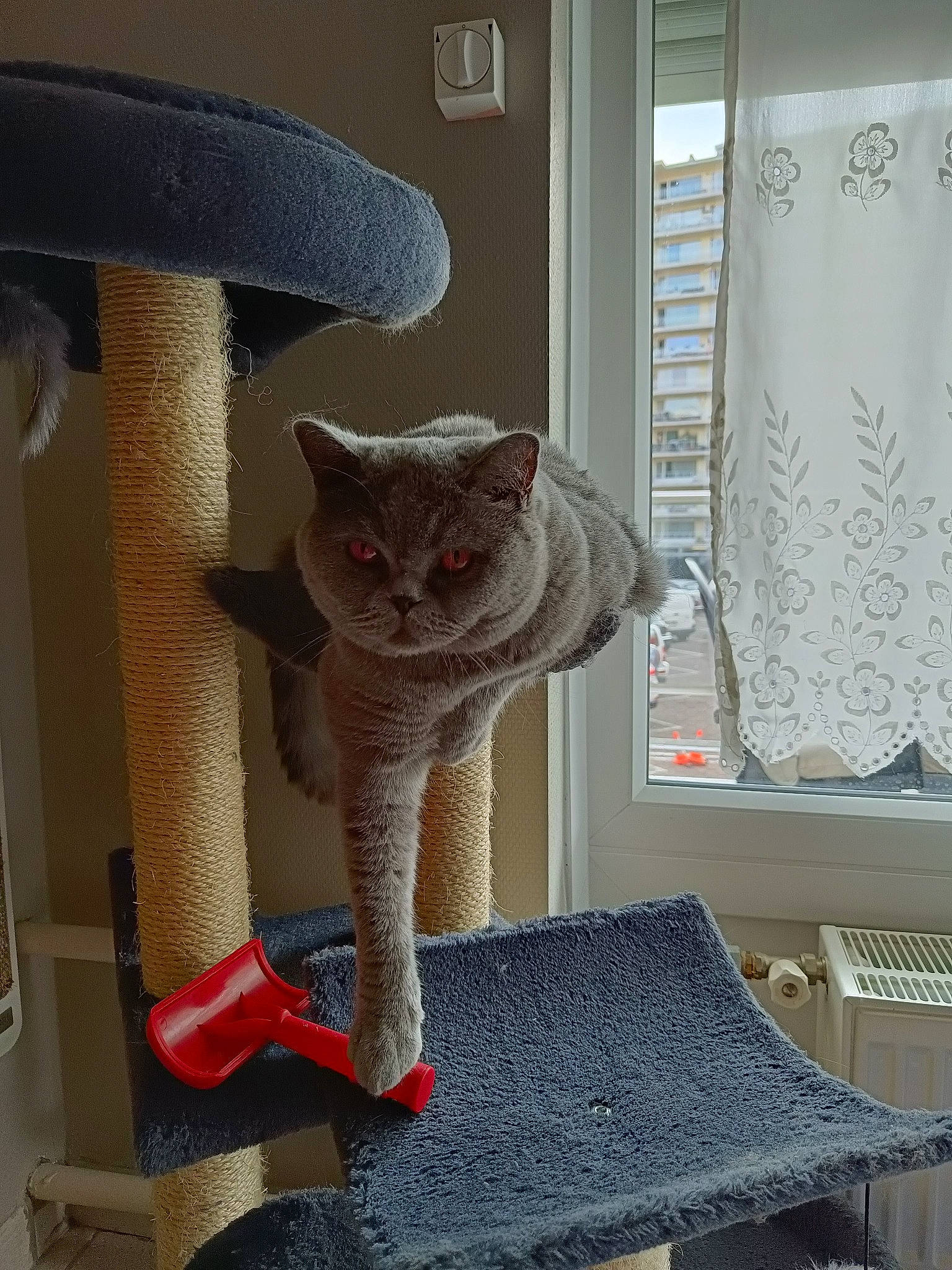 Siara a rejoint le concours — aidez-le/la à gagner de superbes lots ! art, carnivore, cat, cat_supply, chair, comfort, fawn, felidae, flooring, grey, mammal, room, small_to_medium_sized_cats, tail, textile, toy, vertebrate, whiskers, window, wood