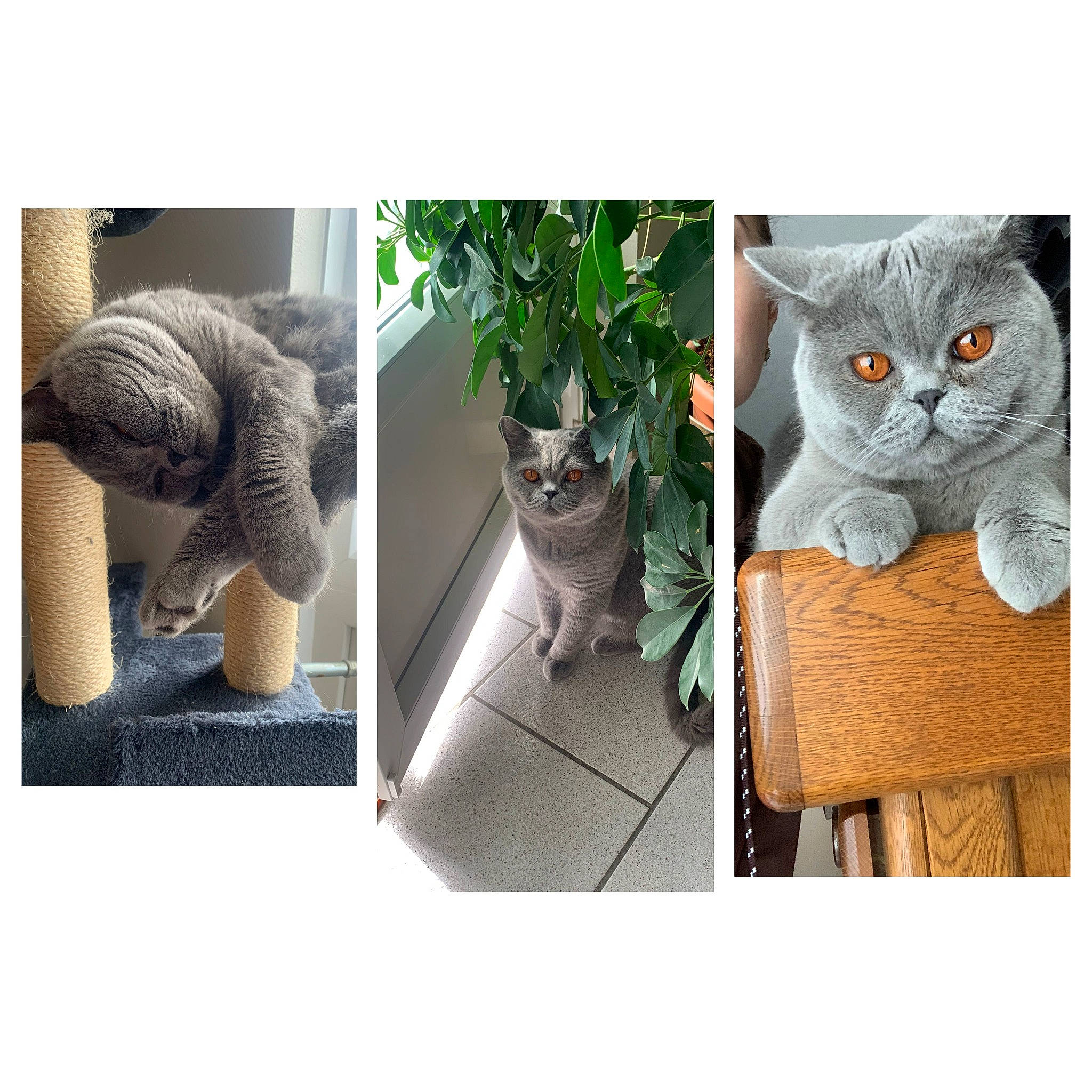 Siara participe au concours pour gagner de l'argent avec cette photo : automotive_tire, carnivore, cat, comfort, domestic_short_haired_cat, felidae, flowerpot, font, fur, grass, grey, mammal, pattern, plant, product, small_to_medium_sized_cats, tail, tire, vertebrate, whiskers