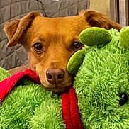 Willow is registered to the contest to win money with this photo: animal, brown_dog, close_up, companion, cozy, cute, dog, ears, face, furry, green, indoor, nose, pet, plush, red_scarf, relaxed, soft, stuffed_toy, toy