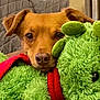 animal, brown_dog, close_up, companion, cozy, cute, dog, ears, face, furry, green, indoor, nose, pet, plush, red_scarf, relaxed, soft, stuffed_toy, toy