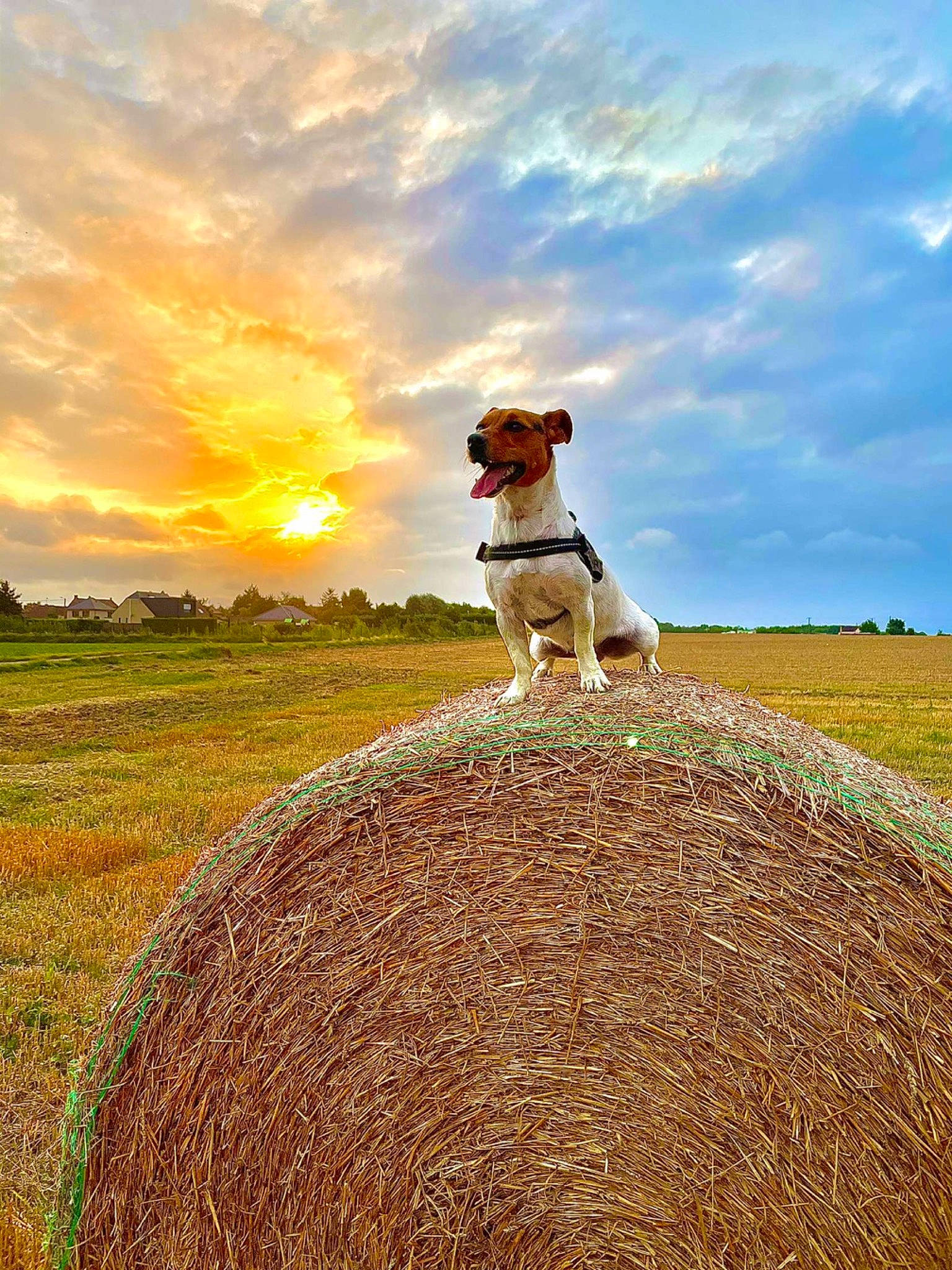 Petra a rejoint le concours — aidez-le/la à gagner de superbes lots ! agriculture, carnivore, cloud, companion_dog, dog, dog_breed, fawn, grass, grassland, happy, horizon, landscape, natural_landscape, people_in_nature, plant, prairie, sky, sporting_group, sunlight, working_animal