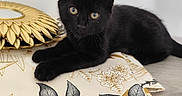 Nyna a rejoint le concours — aidez-le/la à gagner de superbes lots ! animal, black_cat, close_up, curious, cute, decor, ears, eyes, fabric, feline, floral_pattern, gold, indoor, kitten, laying_down, mirror, pet, small_animal, whiskers, wooden_floor