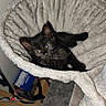 Nyna participe au concours pour gagner de l'argent avec cette photo : animal, black_cat, cat_hammock, cat_tree, cords, corner, cozy, curious, cute, eyes, feline, floor, fur, home, indoor, kitten, pet, relaxing, resting, soft_texture