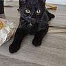black_kitten, cat, pet, table, wooden_surface, yellow_eyes, flower, orchid, plant_pot, indoor, curious, lying_down, whiskers, paper_bag, domestic_animal, young_cat, close_up, playful, feline, home