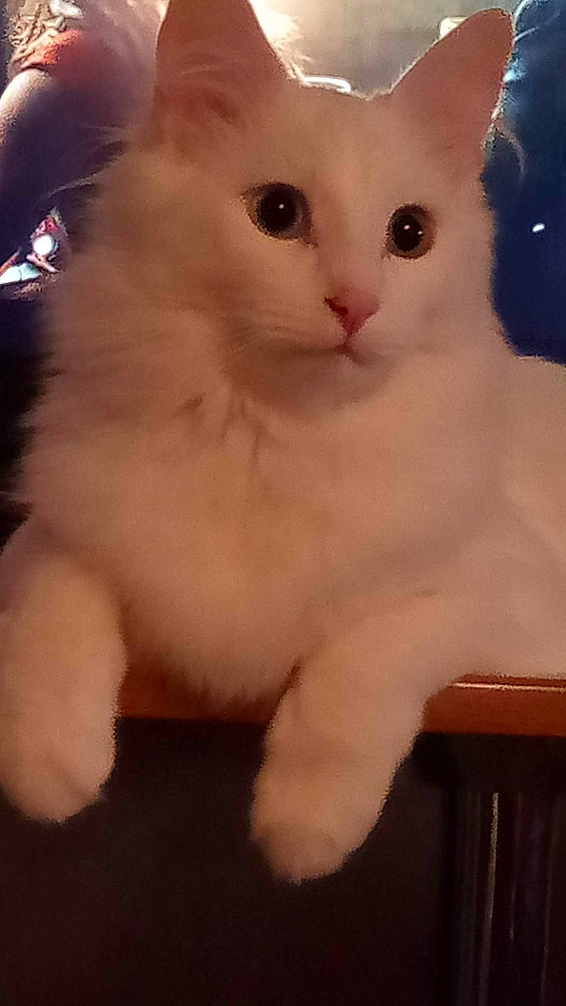 Larry is registered to the contest to win money with this photo: carnivore, cat, claw, domestic_short_haired_cat, ear, fawn, felidae, fur, paw, small_to_medium_sized_cats, snout, tail, terrestrial_animal, whiskers