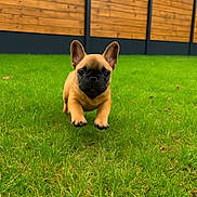 Abby a rejoint le concours — aidez-le/la à gagner de superbes lots ! puppy, dog, french_bulldog, grass, leaping, outdoor, yard, pet, animal, cute, brown, playful, small_dog, fence, nature, summer, happy, running, fun, young