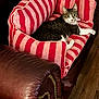 cat, tabby_cat, pet, pet_bed, striped_pattern, pink_bed, armchair, leather_furniture, cozy, indoor, hardwood_floor, resting, relaxed, white_paws, green_eyes, fur, looking_at_camera, home_interior, cushion, upholstery