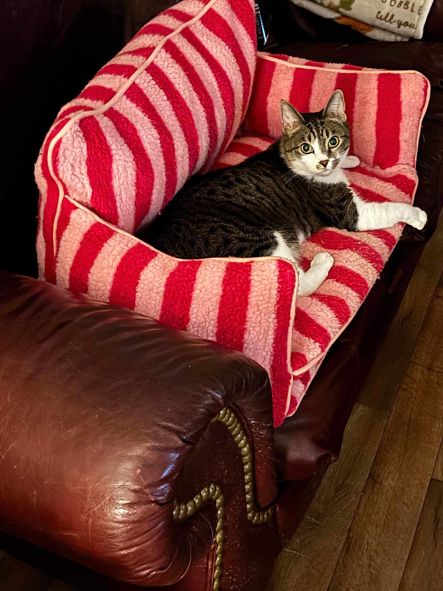 Selah joined the competition — help win amazing prizes! cat, tabby_cat, pet, pet_bed, striped_pattern, pink_bed, armchair, leather_furniture, cozy, indoor, hardwood_floor, resting, relaxed, white_paws, green_eyes, fur, looking_at_camera, home_interior, cushion, upholstery