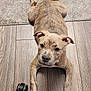 Zariah is registered to the contest to win money with this photo: puppy, dog, brindle, floor, wood_floor, carpet, indoor, pet, animal, cute, lying_down, front_paws, looking_up, ears, nose, tail, eyes, collar, black_wheel, close_up