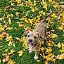 Zariah is registered to the contest to win money with this photo: puppy, dog, brindle, grass, autumn, leaves, yellow_leaves, outdoor, pet, cute, young_dog, animal, nature, fall, playful, curious, canine, fur, small_dog, adorable