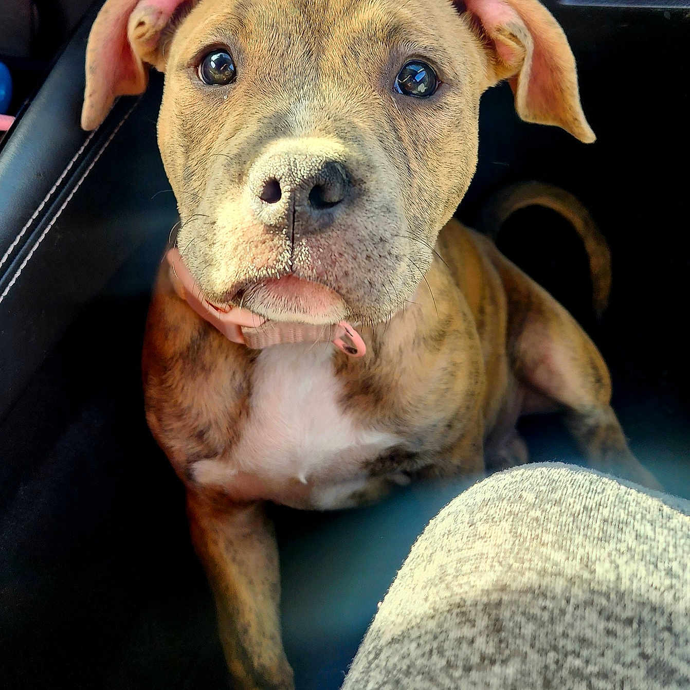 Zariah is registered to the contest to win money with this photo: animal, brindle, canine, car_interior, close_up, collar, curious, cute, dog, domestic_animal, ears, face, fur, looking, nose, pet, puppy, sitting, whiskers, young_dog