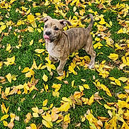 Zariah joined the competition — help win amazing prizes! puppy, dog, brindle, grass, autumn, leaves, yellow_leaves, playful, tongue_out, outdoor, nature, young_dog, pet, animal, cute, cheeky, green_grass, fall, canine, fun