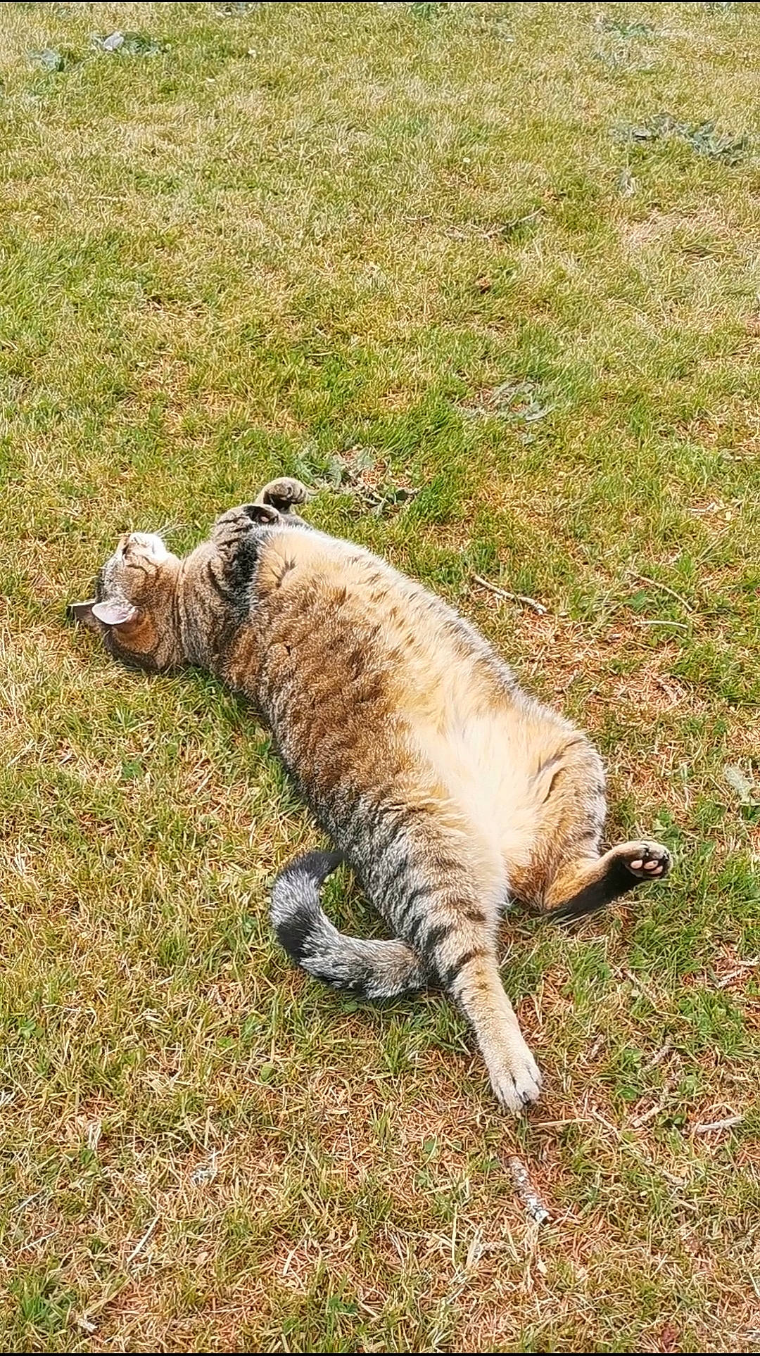 Titou a rejoint le concours — aidez-le/la à gagner de superbes lots ! accipitriformes, big_cats, bird_of_prey, carnivore, claw, falconiformes, fawn, felidae, fur, grass, grassland, lynx, mammal, pasture, prairie, small_to_medium_sized_cats, tail, terrestrial_animal, whiskers, wildlife