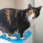 Shadow joined the competition — help win amazing prizes! cat, calico, pet, animal, feline, indoor, washing_machine, blue_surface, fur, whiskers, ears, paws, mouth_open, looking, standing, domestic, household, cute, closeup, expression