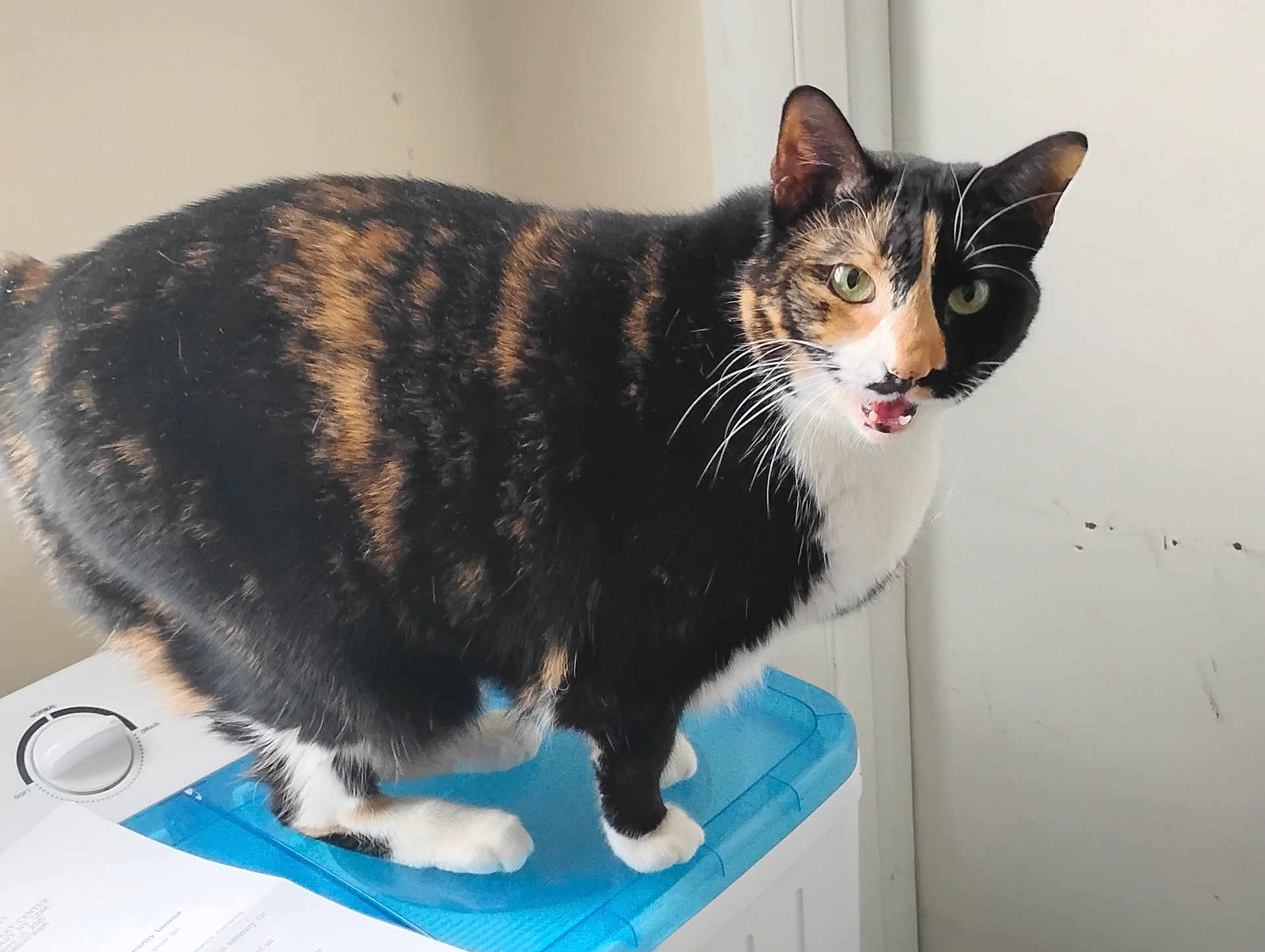 Shadow joined the competition — help win amazing prizes! cat, calico, pet, animal, feline, indoor, washing_machine, blue_surface, fur, whiskers, ears, paws, mouth_open, looking, standing, domestic, household, cute, closeup, expression