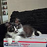 Denim is registered to the contest to win money with this photo: kitten, cat, black_and_white, feline, pet, priority_mail_box, postal_service, indoor, curious, fluffy, young_animal, cute, lying_down, whiskers, soft_texture, black_blanket, domestic_cat, box, relaxed, wide_eyes