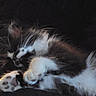 Denim joined the competition — help win amazing prizes! cat, sleeping, fur, whiskers, paws, cozy, blanket, fur_pattern, relaxation, pet, animal, domestic_cat, mammal, resting, cute, soft, indoor, feline, closeup, quiet