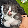 adorable, animal, black_and_white_fur, closeup, colorful_sandals, cozy, cute, furry, grass, hand, hoodie, kitten, outdoor, person, pet, pink_nose, resting, sleeping, small, tongue_out