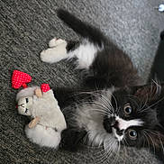 Denim is registered to the contest to win money with this photo: kitten, cat, black_and_white, whiskers, plush_toy, heart, carpet, indoor, pet, cute, playful, fur, animal, toy, small, lying_down, close_up, young, domestic_cat, curious