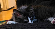 Denim is registered to the contest to win money with this photo: kitten, cat, black_and_white, fur, whiskers, paw, indoors, blanket, resting, pet, cute, animal, feline, closeup, cozy, home, soft, sleepy, relaxed, young