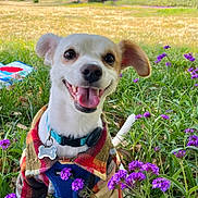 Bruce joined the competition — help win amazing prizes! dog, small_dog, plaid_jacket, blue_harness, purple_flowers, grass, outdoor, park, happy, tongue_out, smiling, nature, greenery, sunny, pet, canine, collar, tag, flora, vibrant