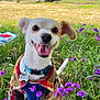 dog, small_dog, plaid_jacket, blue_harness, purple_flowers, grass, outdoor, park, happy, tongue_out, smiling, nature, greenery, sunny, pet, canine, collar, tag, flora, vibrant