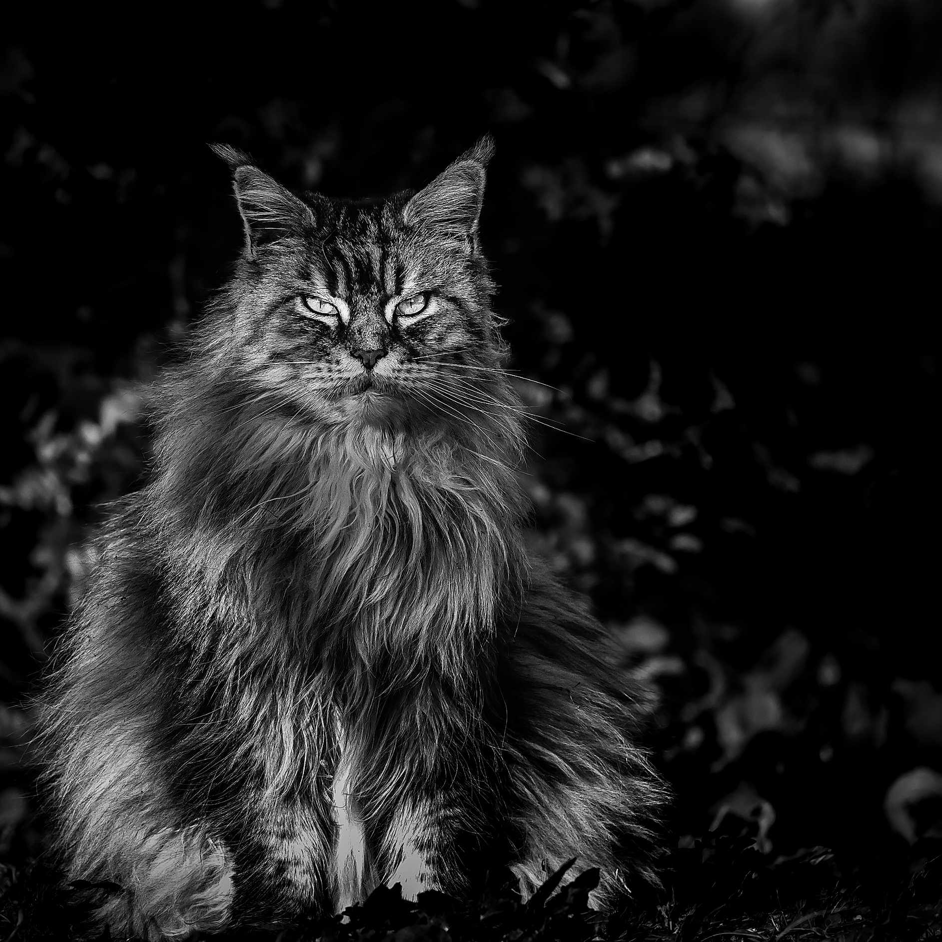 Mihya
