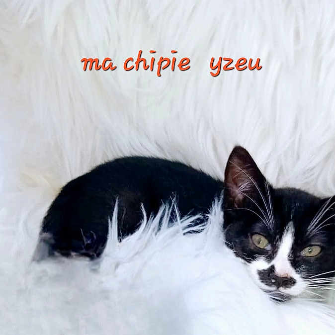 Yzeu a rejoint le concours — aidez-le/la à gagner de superbes lots ! abyssinian, accessories, angora, animal, blackcat, blanket, canine, cat, chihuahua, den, dog, envelope, featherboa, greetingcard, indoors, kitten, mail, manx, pet, snout
