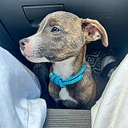 Milo is registered to the contest to win money with this photo: puppy, dog, pet, blue_collar, car_interior, seat, floor_mat, white_pants, legs, side_view, brown_fur, white_fur, curious, young_dog, animal, domestic_animal, companion, indoor, closeup, portrait