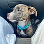 puppy, dog, pet, blue_collar, car_interior, seat, floor_mat, white_pants, legs, side_view, brown_fur, white_fur, curious, young_dog, animal, domestic_animal, companion, indoor, closeup, portrait