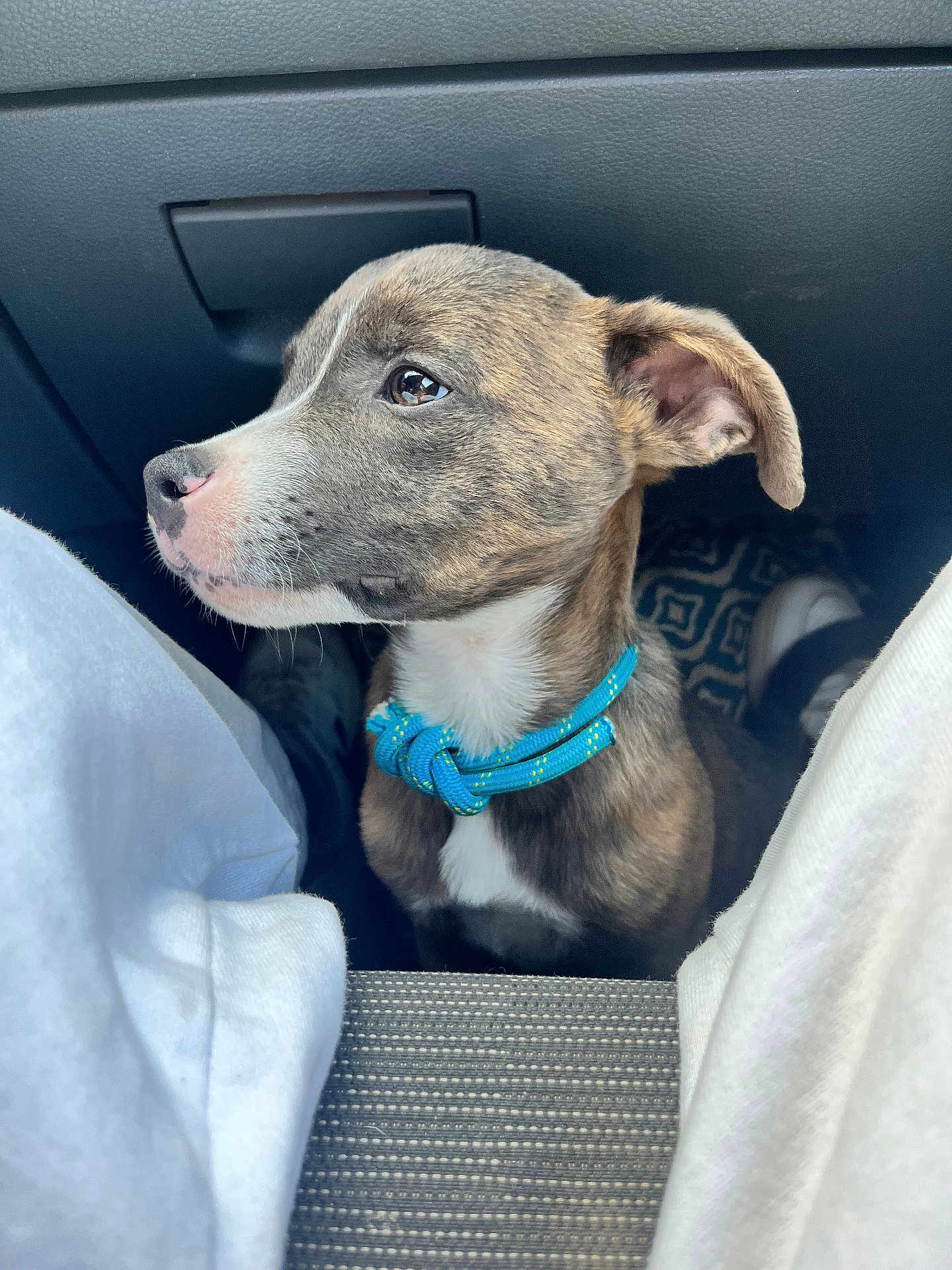 Milo