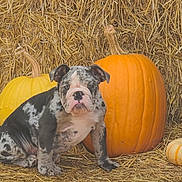 Beast joined the competition — help win amazing prizes! bulldog, puppy, dog, pumpkin, hay, autumn, fall, orange, yellow, animal, pet, cute, sitting, outdoor, nature, festive, background, seasonal, closeup, portrait