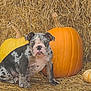 bulldog, puppy, dog, pumpkin, hay, autumn, fall, orange, yellow, animal, pet, cute, sitting, outdoor, nature, festive, background, seasonal, closeup, portrait