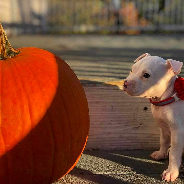 Kuechly is registered to the contest to win money with this photo: carnivoran, dog_breed, dog_like_mammal, halloween, pumpkin, puppy, snout, whiskers