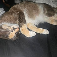 Valetina is registered to the contest to win money with this photo: animal, black, blurred, brown, cat, closeup, domestic_cat, feline, fur, indoor, laying, orange, paw, pet, relaxed, resting, sleeping, soft, whiskers, white