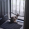 Valetina joined the competition — help win amazing prizes! animal, black_door, calm, cat, collar, domestic, door, feline, floor, greenery, home, indoor, looking_outside, mat, natural_light, pet, quiet, screen_door, sitting, wood_floor