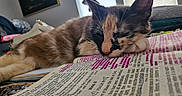 Valetina is registered to the contest to win money with this photo: book, calm, cat, closeup, cozy, curtains, domestic_cat, furniture, highlighted_text, indoor, page, paw, pet, reading, relaxation, resting, sleeping, study, text, window