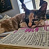 book, calm, cat, closeup, cozy, curtains, domestic_cat, furniture, highlighted_text, indoor, page, paw, pet, reading, relaxation, resting, sleeping, study, text, window