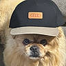 Spanky joined the competition — help win amazing prizes! dog, puppy, small_dog, fluffy, tan_fur, long_hair, pet, animal, baseball_cap, hat, wearing_hat, close_up, portrait, sitting, couch, indoor, home, cute, funny, adorable