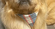 Spanky is registered to the contest to win money with this photo: dog, small_dog, fluffy, golden_fur, long_hair, bandana, portrait, close_up, sitting, couch, indoor, pet, canine, face, eyes, nose, paws, serious, cute, warm_lighting