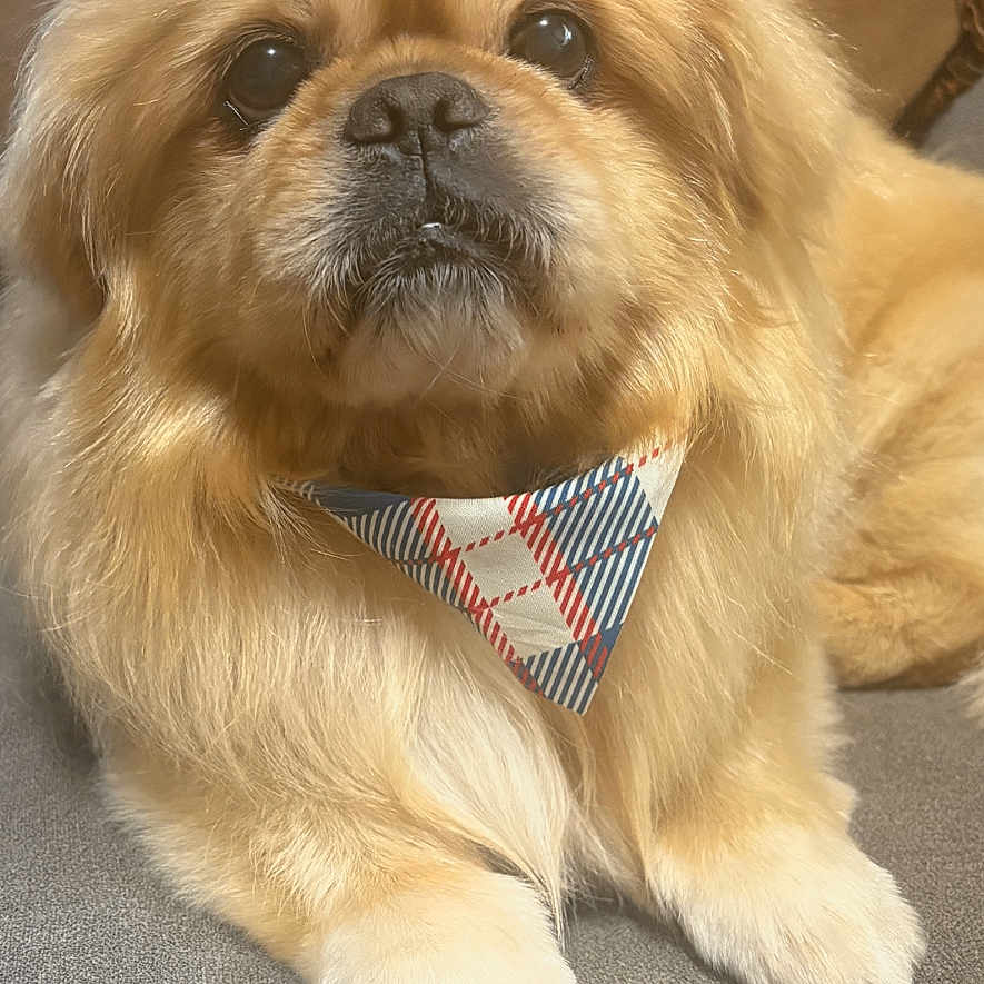 Spanky is registered to the contest to win money with this photo: dog, small_dog, fluffy, golden_fur, long_hair, bandana, portrait, close_up, sitting, couch, indoor, pet, canine, face, eyes, nose, paws, serious, cute, warm_lighting