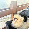 dog, small_dog, fluffy, long_hair, tan_fur, pet, stroller, waterfront, water, wooden_railing, outdoor, portrait, animal, canine, collar, leash, happy, looking_up, sunlight, candid