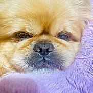 Spanky joined the competition — help win amazing prizes! dog, puppy, small_dog, fluffy, golden_fur, close_up, face, nose, eyes, portrait, indoor, blanket, purple_blanket, resting, sleepy, grumpy_expression, cute, furry, pet, animal