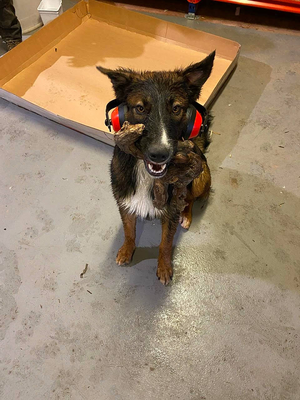 Néo a rejoint le concours — aidez-le/la à gagner de superbes lots ! box, canidae, carnivore, claw, companion_dog, dog, dog_breed, fawn, flooring, fur, guard_dog, paw, road_surface, snout, sporting_group, tail, terrier, wood, working_animal, working_dog