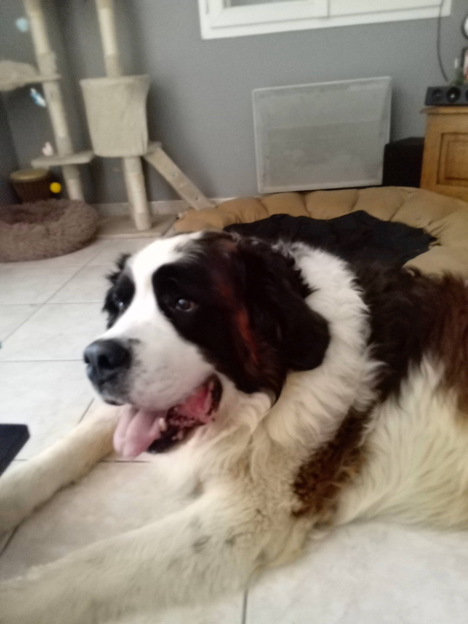 Kawoof participe au concours pour gagner de l'argent avec cette photo : bored, cabinetry, canidae, carnivore, companion_dog, dog, dog_breed, door, fang, flooring, fur, gun_dog, herding_dog, moscow_watchdog, room, sporting_group, terrestrial_animal, working_animal, working_dog