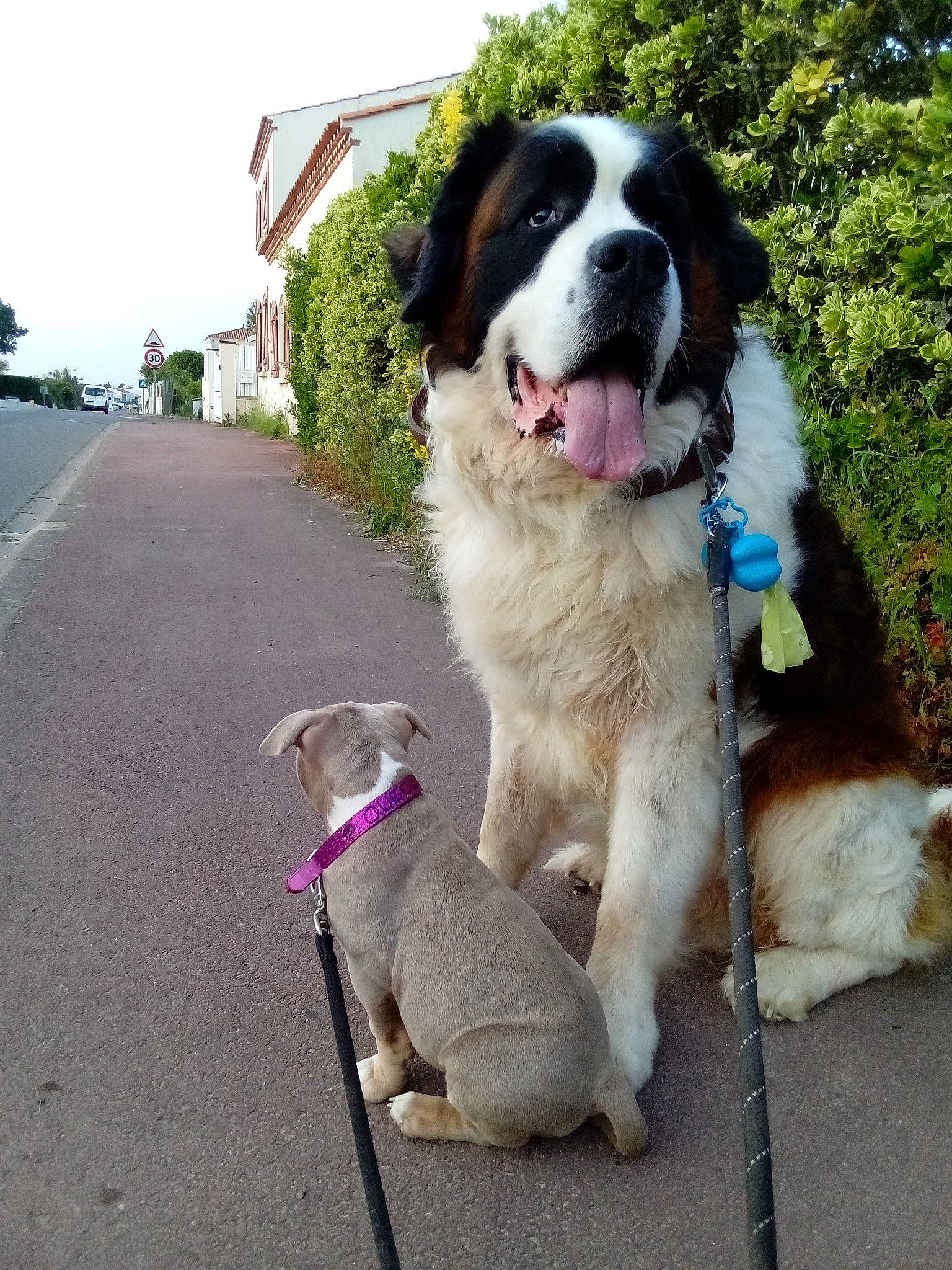 Kawoof participe au concours pour gagner de l'argent avec cette photo : asphalt, canidae, carnivore, collar, companion_dog, dog, dog_breed, dog_collar, fashion_accessory, gun_dog, leash, pet_supply, plant, sky, snout, sporting_group, tail, tree, working_animal, working_dog