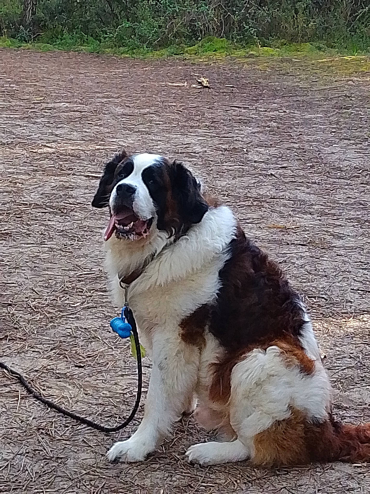 Kawoof participe au concours pour gagner de l'argent avec cette photo : canidae, carnivore, collar, companion_dog, dog, dog_breed, dog_collar, fur, grass, gun_dog, hunting_dog, leash, plant, snout, soil, sporting_group, working_dog