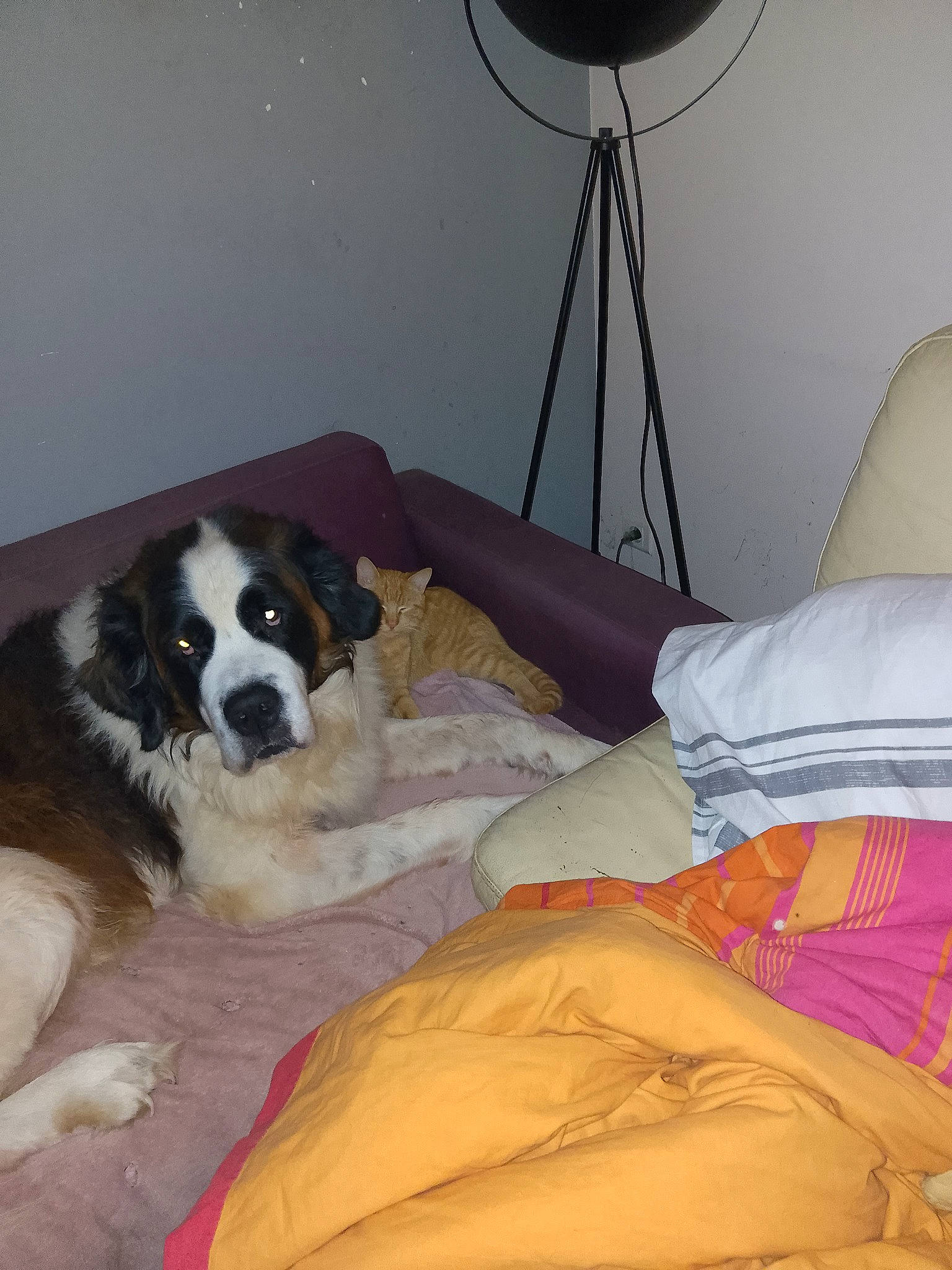 Beeboutch participe au concours pour gagner de l'argent avec cette photo : audio_equipment, canidae, carnivore, circle, comfort, companion_dog, dog, dog_breed, flooring, fur, human_leg, knee, landseer, lap, moscow_watchdog, room, sporting_group, st_bernard, thigh, working_animal