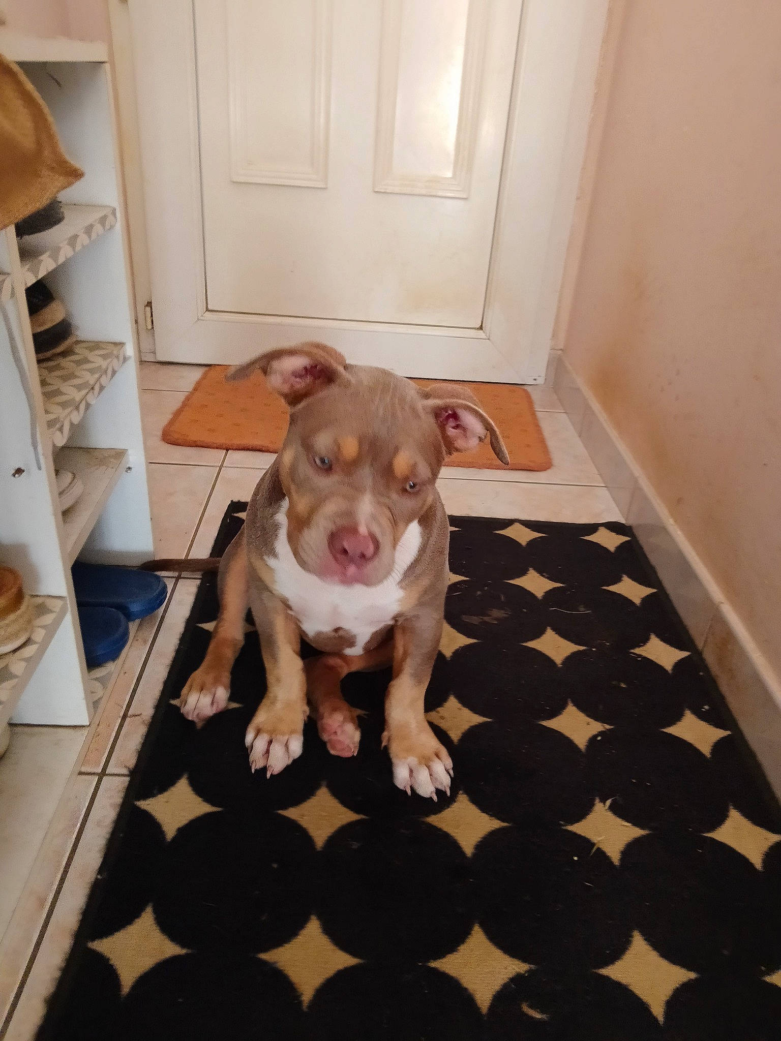 Queeny participe au concours pour gagner de l'argent avec cette photo : cabinetry, carnivore, companion_dog, dog, dog_breed, door, fawn, floor, flooring, hardwood, liver, paw, pet_supply, snout, tail, toy_dog, whiskers, wood, wood_flooring, working_animal